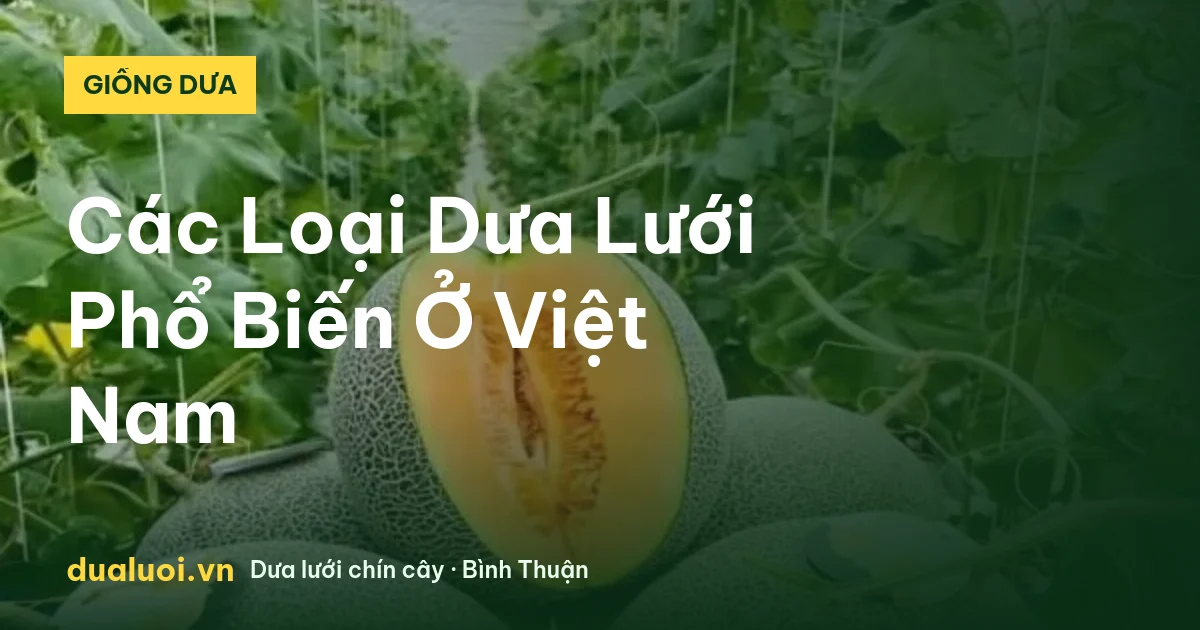 Các Loại Dưa Lưới Phổ Biến Ở Việt Nam — dualuoi.vn