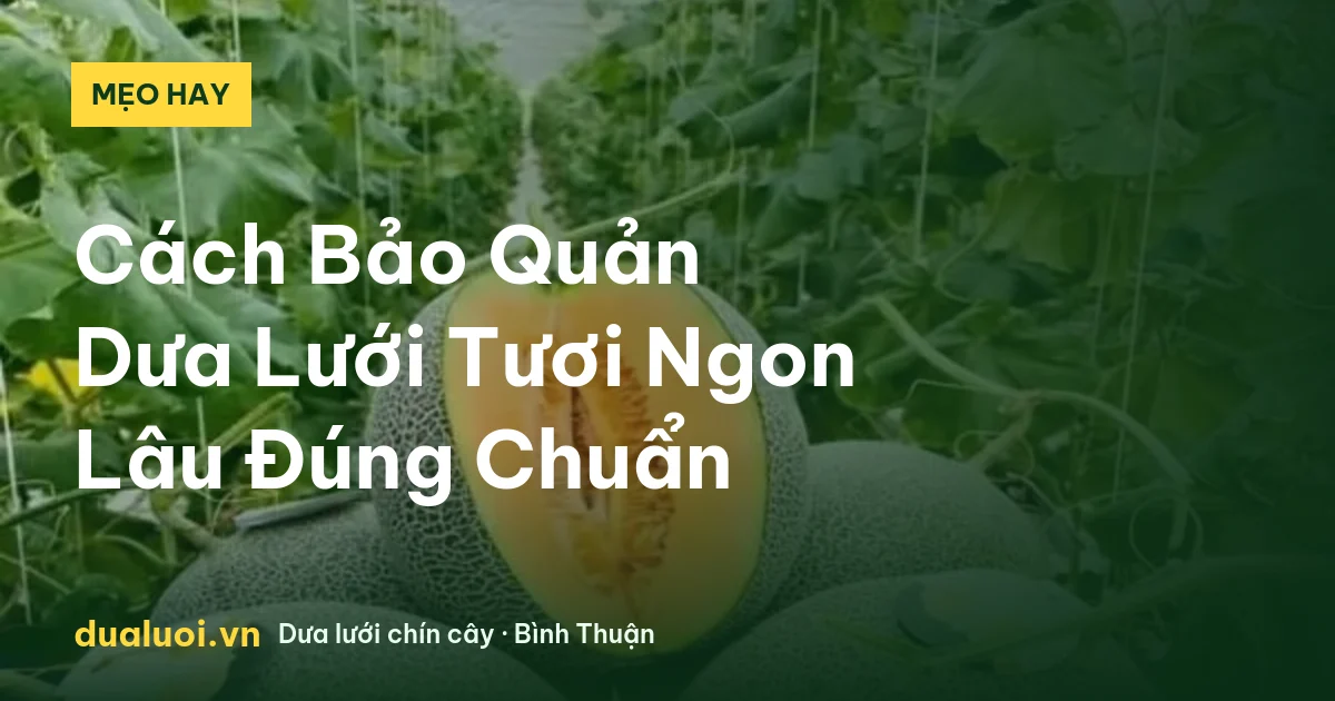 Cách Bảo Quản Dưa Lưới Tươi Ngon Lâu Đúng Chuẩn — dualuoi.vn