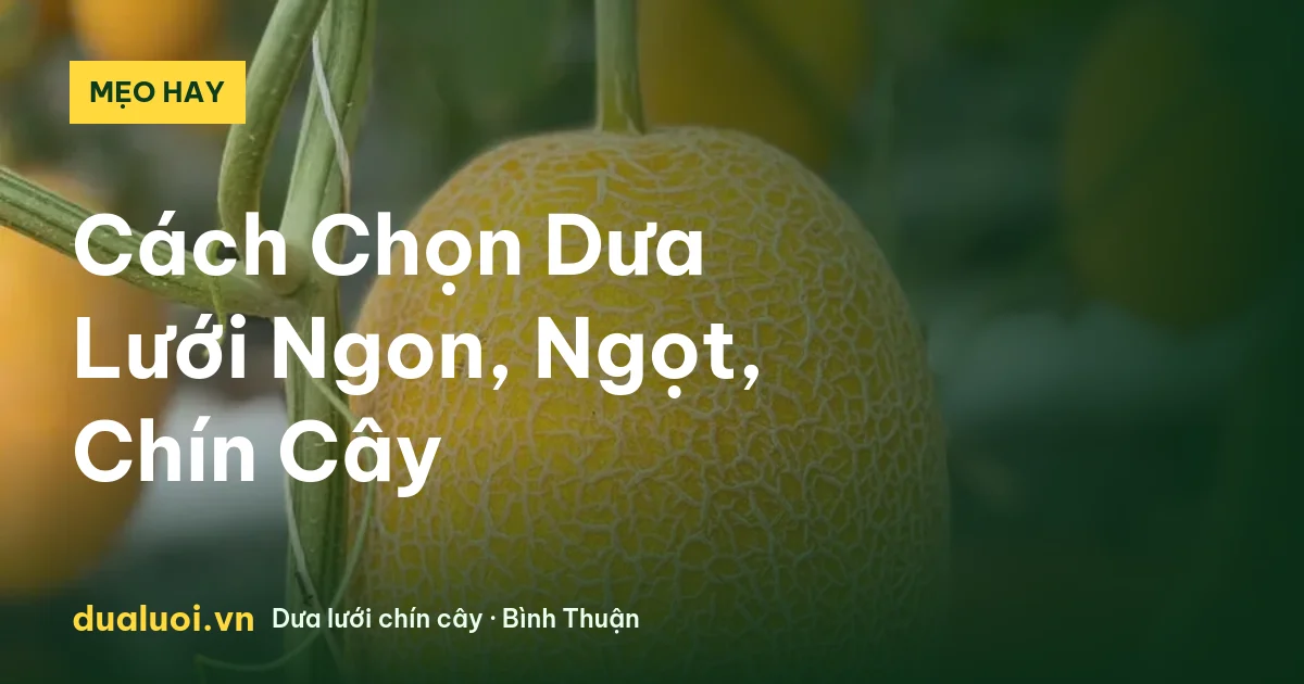 Cách Chọn Dưa Lưới Ngon, Ngọt, Chín Cây — dualuoi.vn