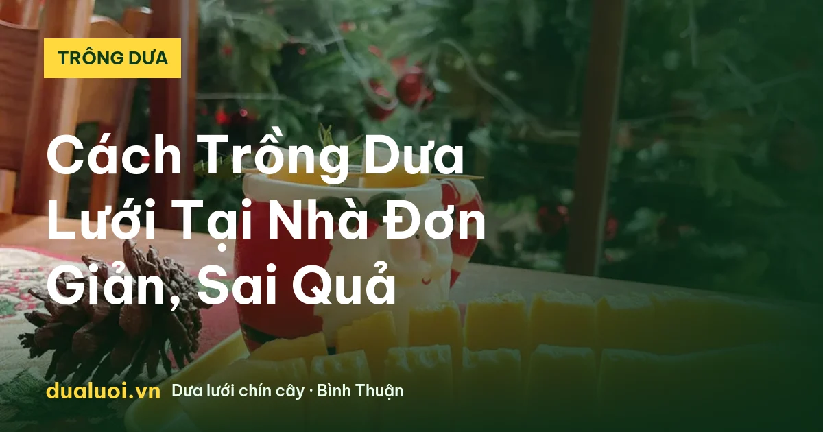 Cách Trồng Dưa Lưới Tại Nhà Đơn Giản, Sai Quả — dualuoi.vn
