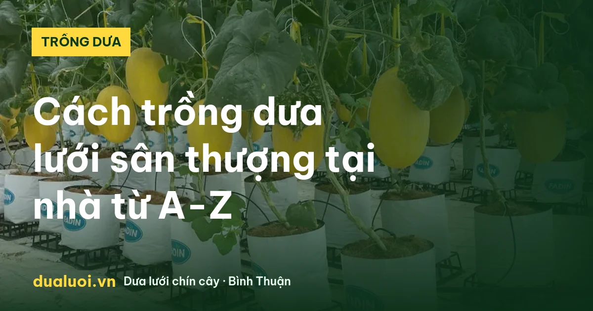 Cách trồng dưa lưới sân thượng tại nhà từ A-Z — dualuoi.vn