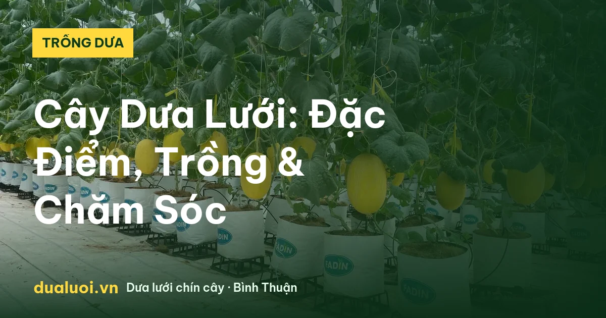 Cây Dưa Lưới: Đặc Điểm, Trồng & Chăm Sóc — dualuoi.vn