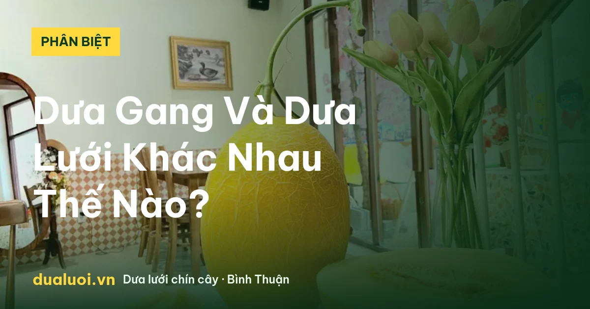 Dưa Gang Và Dưa Lưới Khác Nhau Thế Nào? — dualuoi.vn