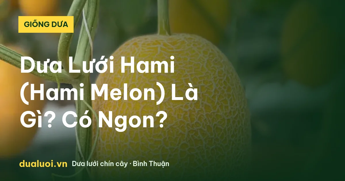 Dưa Lưới Hami (Hami Melon) Là Gì? Có Ngon? — dualuoi.vn