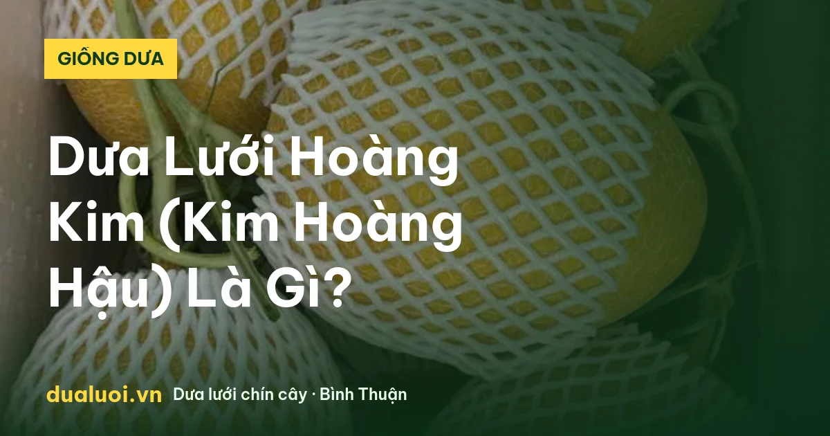 Dưa Lưới Hoàng Kim (Kim Hoàng Hậu) Là Gì? — dualuoi.vn
