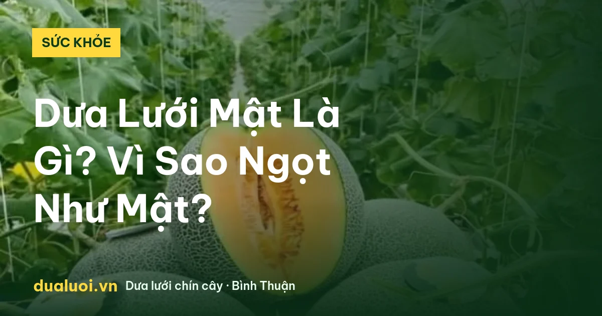 Dưa Lưới Mật Là Gì? Vì Sao Ngọt Như Mật? — dualuoi.vn