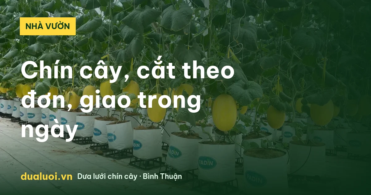 Vườn dưa lưới trong nhà màng, dưa chín cây cắt theo đơn
