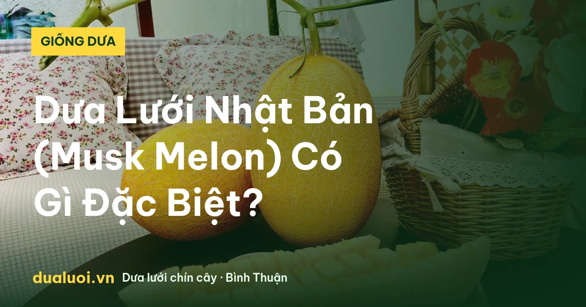 Dưa Lưới Nhật Bản (Musk Melon) Có Gì Đặc Biệt? — dualuoi.vn