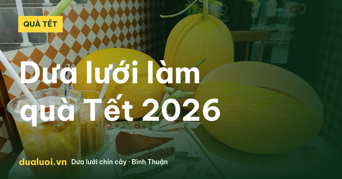 Dưa lưới chín cây bày làm quà Tết 2026