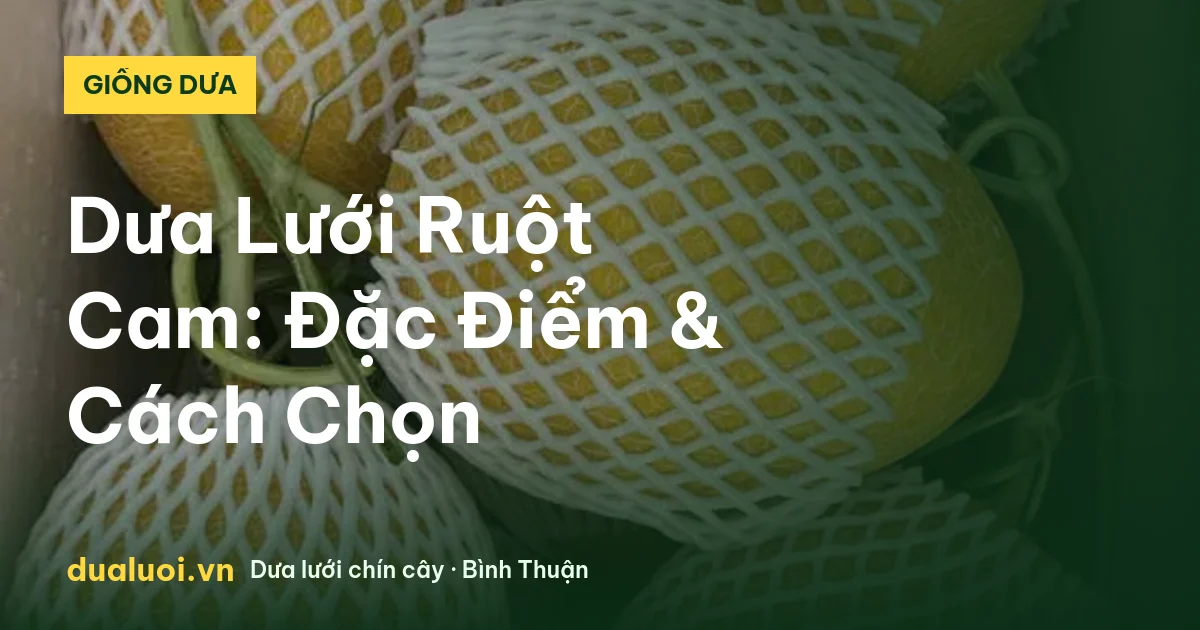 Dưa Lưới Ruột Cam: Đặc Điểm & Cách Chọn — dualuoi.vn