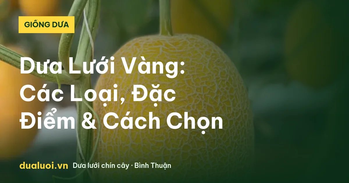 Dưa Lưới Vàng: Các Loại, Đặc Điểm & Cách Chọn — dualuoi.vn