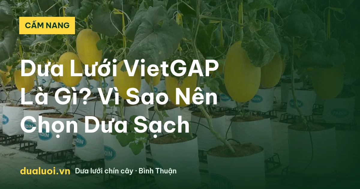 Dưa Lưới VietGAP Là Gì? Vì Sao Nên Chọn Dưa Sạch — dualuoi.vn