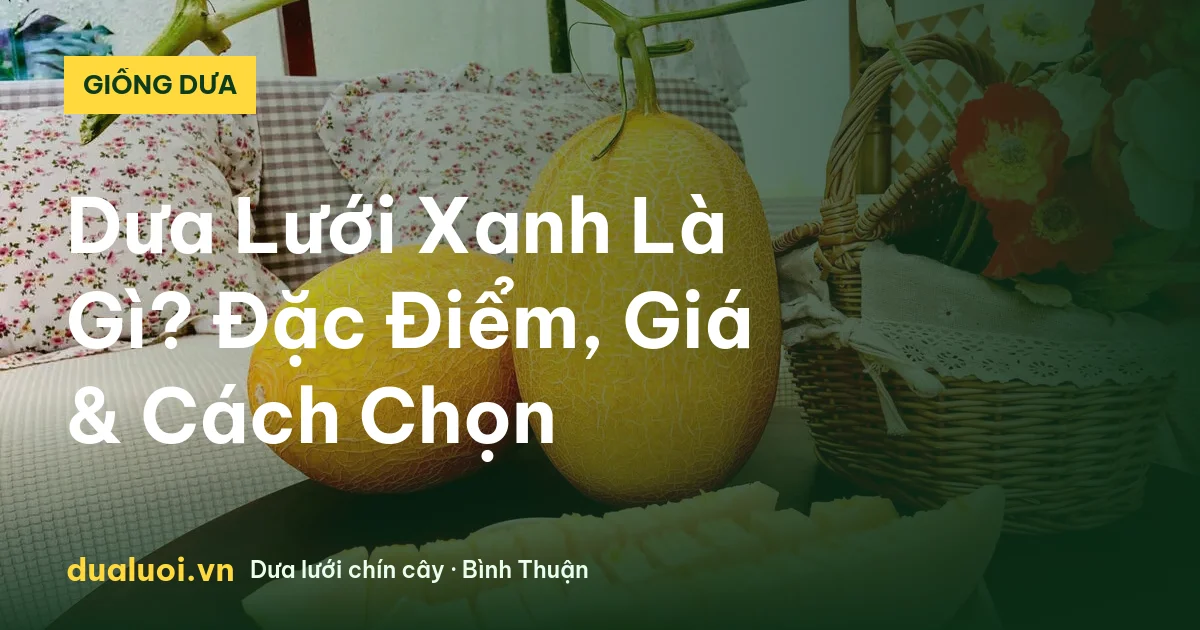 Dưa Lưới Xanh Là Gì? Đặc Điểm, Giá & Cách Chọn — dualuoi.vn