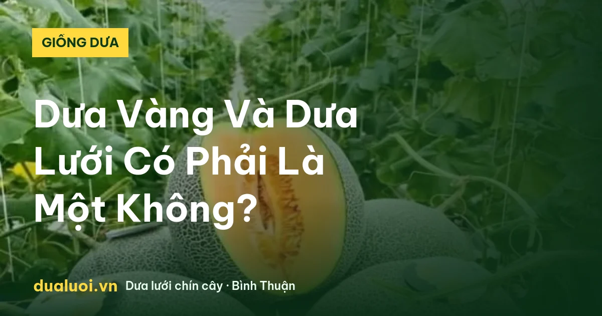 Dưa Vàng Và Dưa Lưới Có Phải Là Một Không? — dualuoi.vn