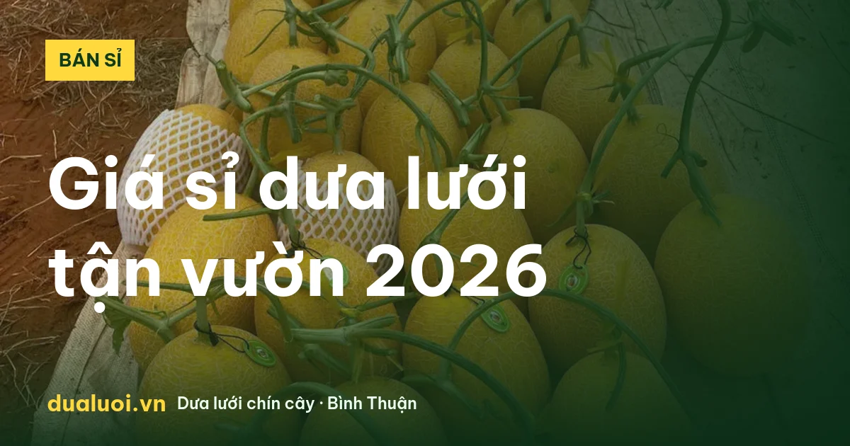Dưa lưới thu hoạch số lượng lớn để bán sỉ tận vườn