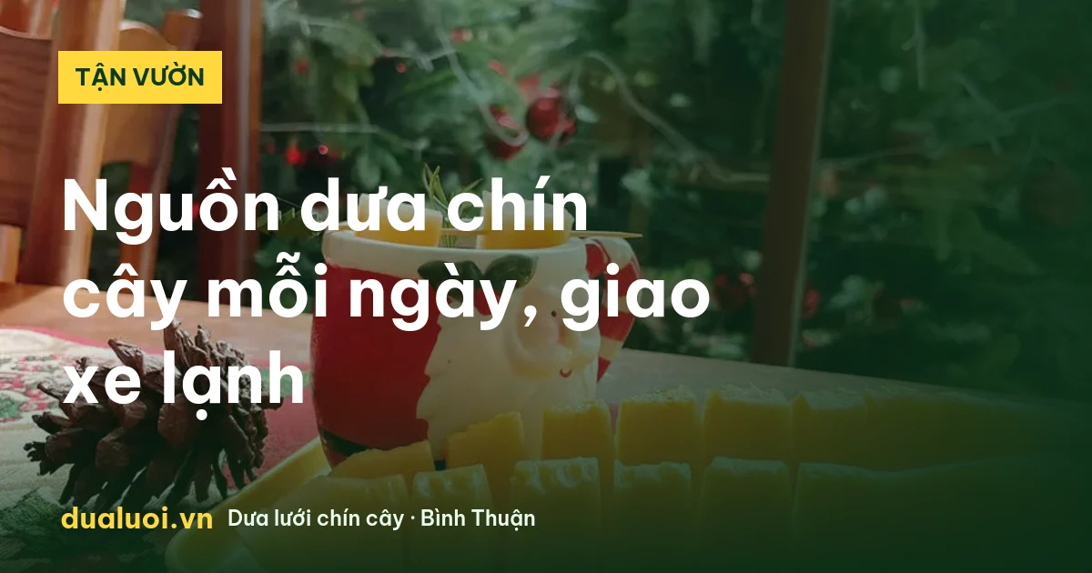 Vườn dưa lưới chín cây trên cây, nguồn cung sỉ ổn định
