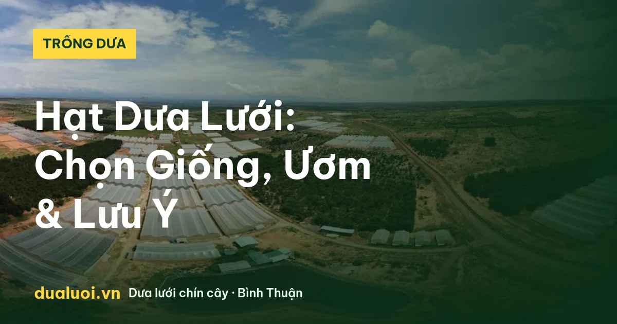 Hạt Dưa Lưới: Chọn Giống, Ươm & Lưu Ý — dualuoi.vn