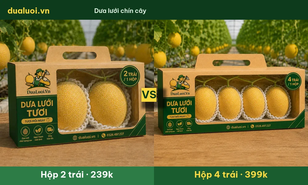 So sánh hộp dưa lưới 2 trái 239k và hộp 4 trái 399k