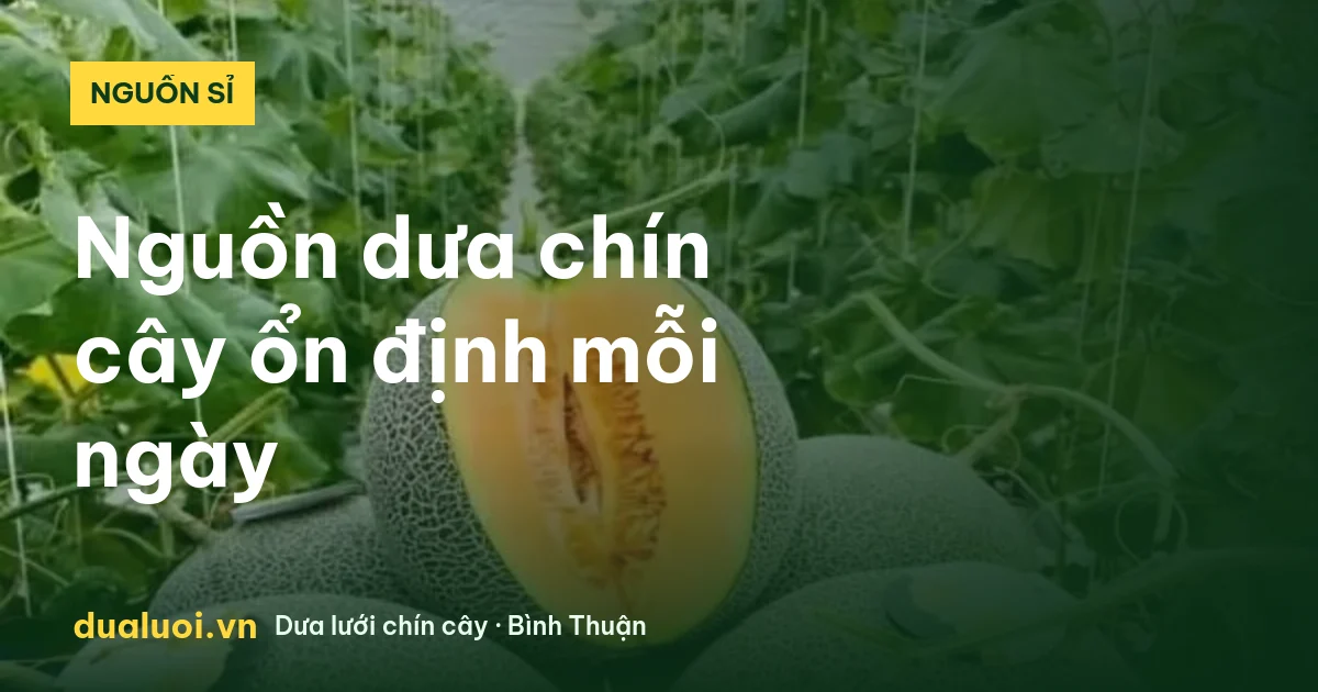 Dưa lưới chín cây số lượng lớn, nguồn hàng sỉ ổn định